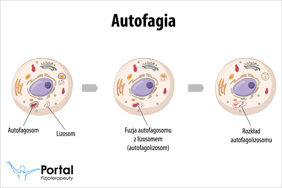 Autofagia