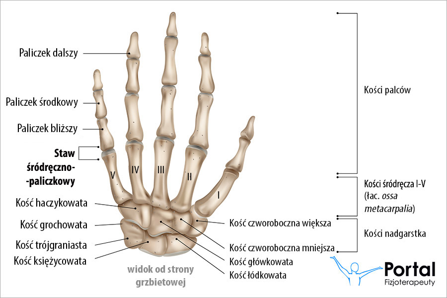 Staw śródręczno-paliczkowy