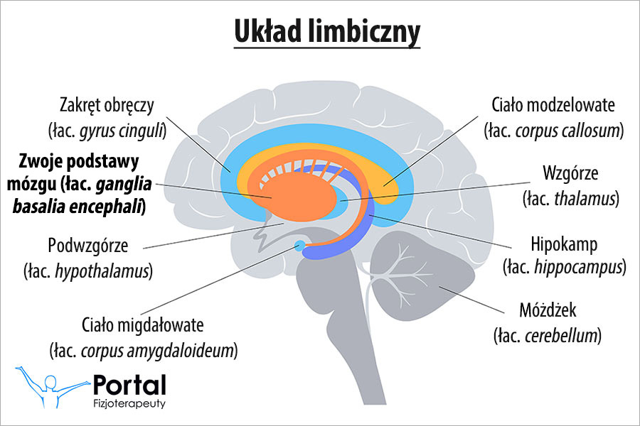 Zwoje podstawy mózgu