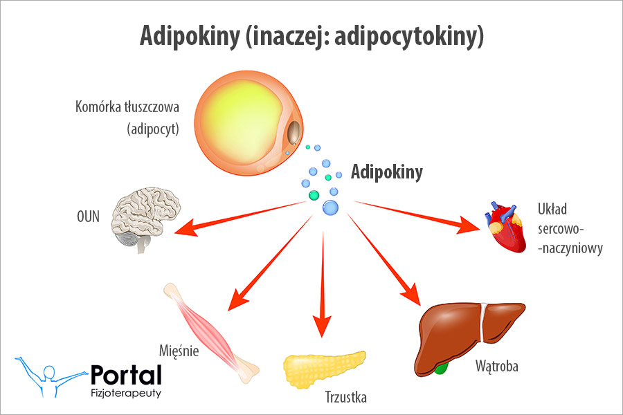 Adipokiny (adipocytokiny)
