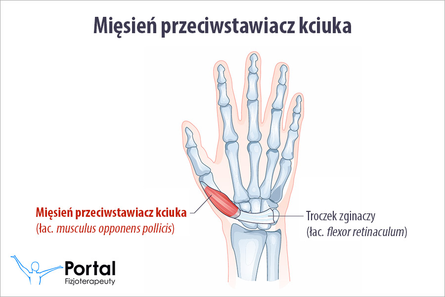Mięsień przeciwstawiacz kciuka