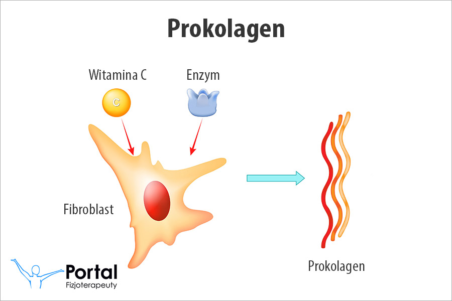 Prokolagen