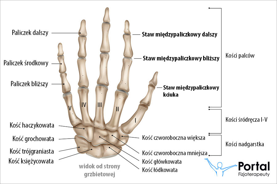 Staw międzypaliczkowy