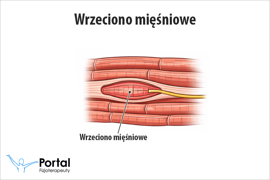Wrzeciona mięśniowe