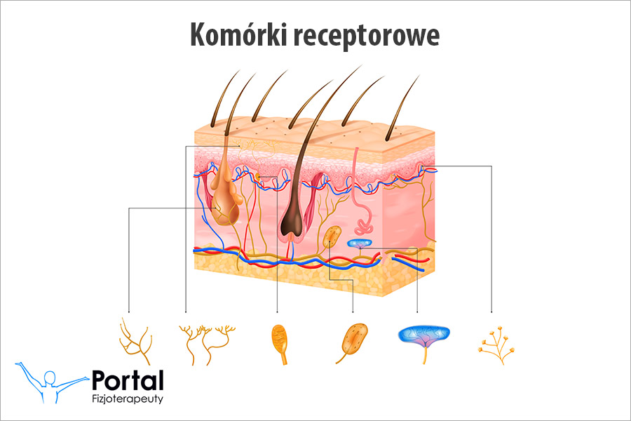 Komórki receptorowe