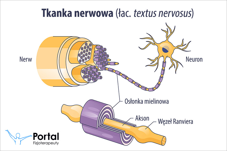 Tkanka nerwowa