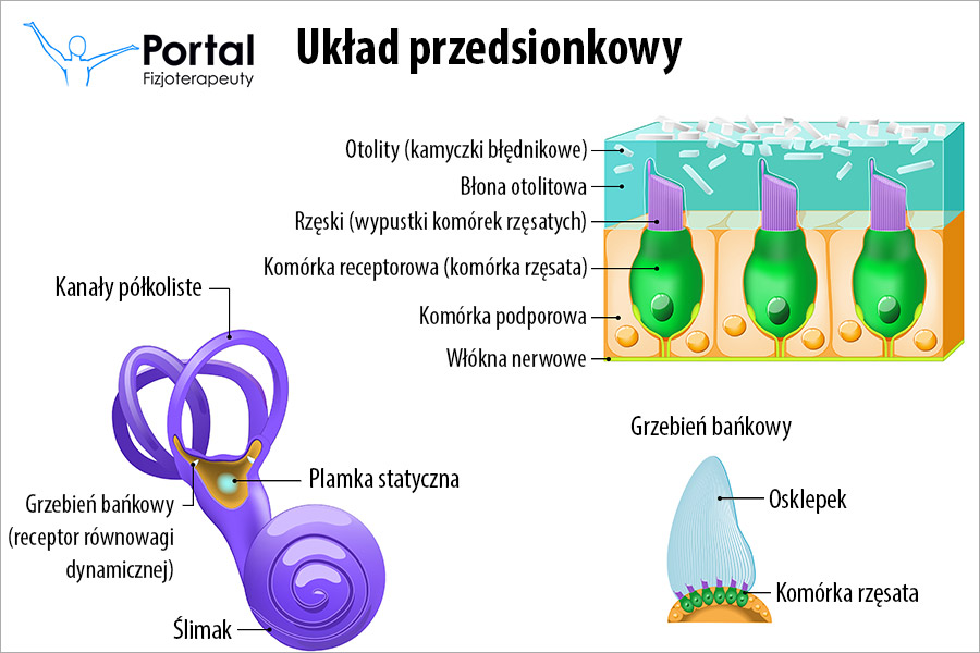 Układ przedsionkowy