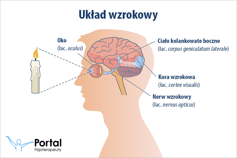 Układ wzrokowy