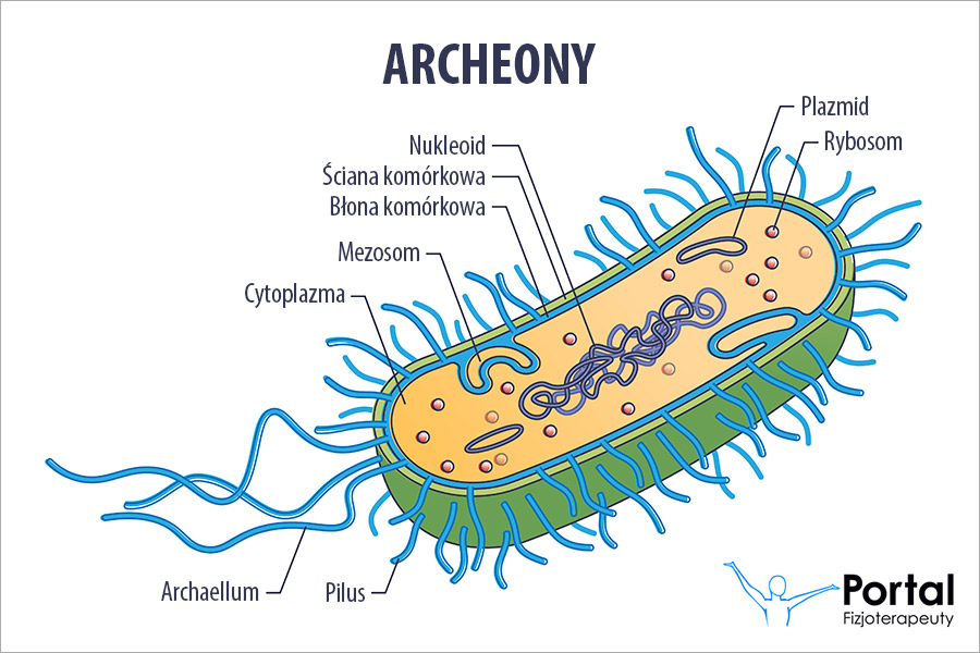 Archeony