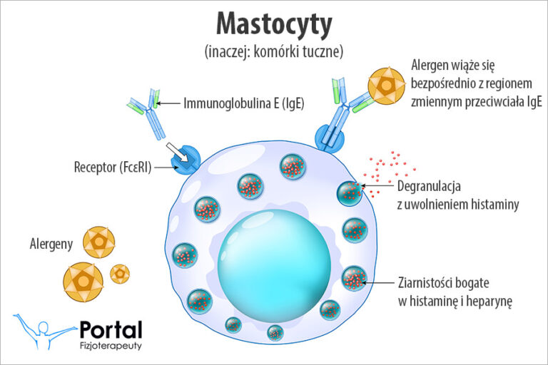 Mastocyty