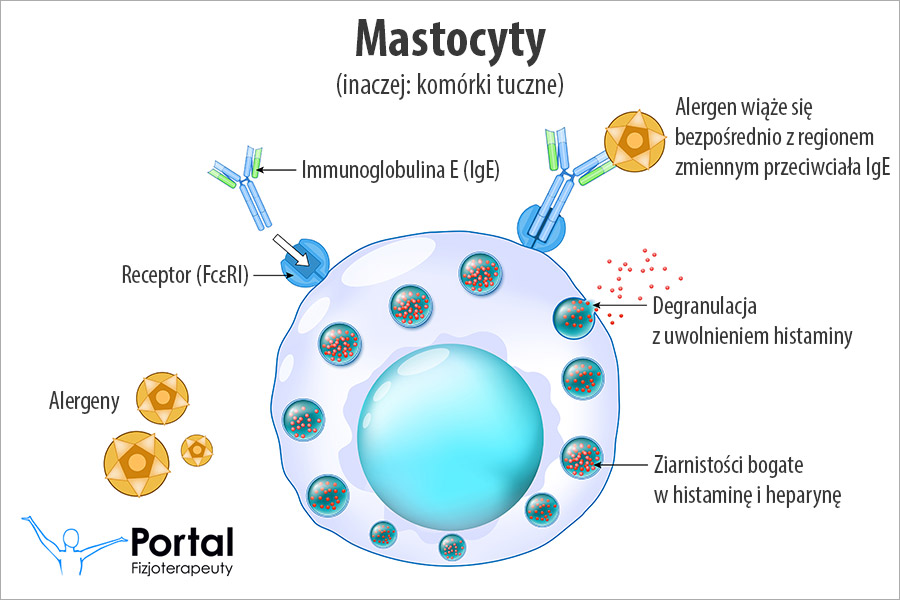 Mastocyty (komórki tuczne)