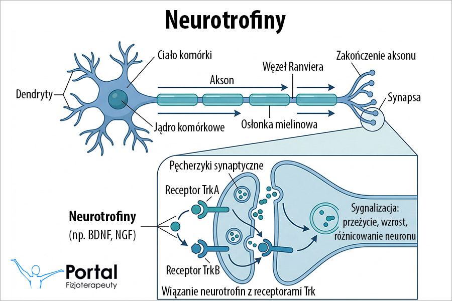 Neurotrofiny