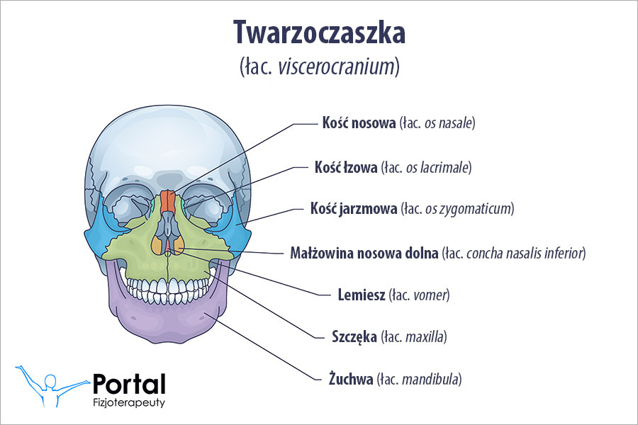 Twarzoczaszka