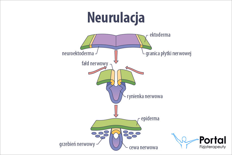 Neurulacja