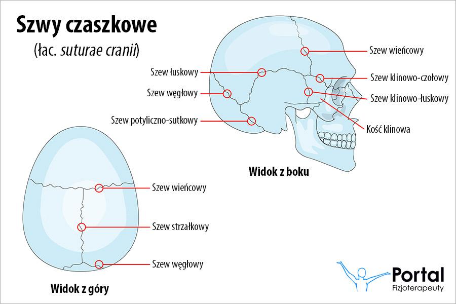 Szwy czaszkowe (łac. suturae cranii)