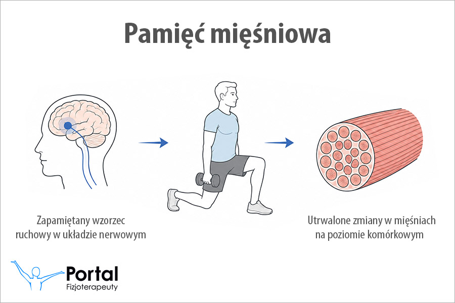 Pamięć mięśniowa