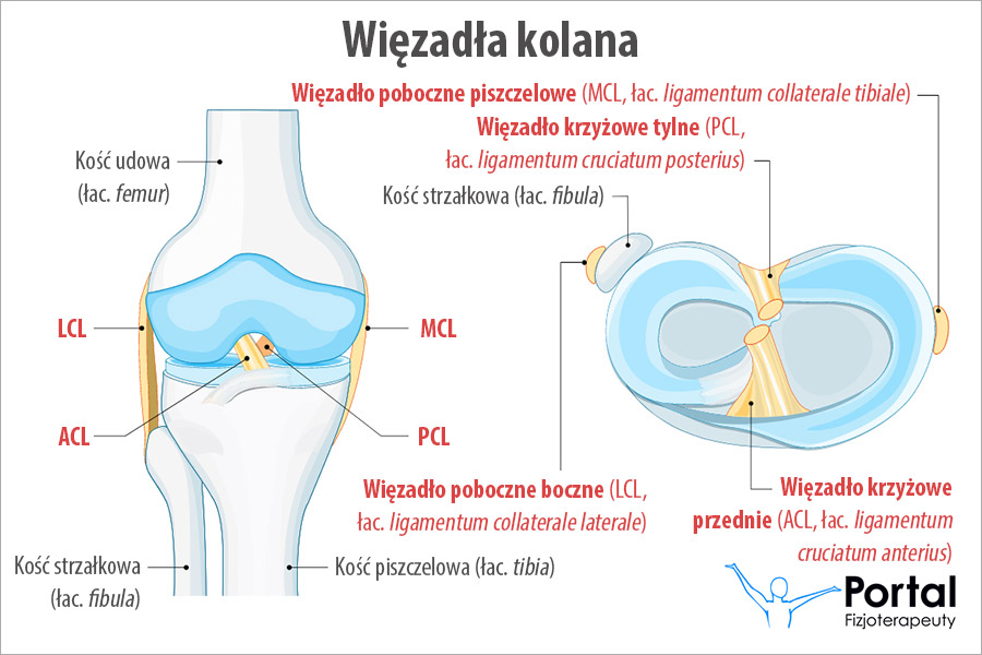 Więzadła kolana