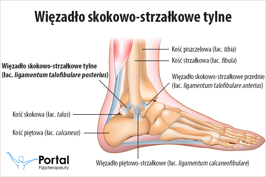 Więzadło skokowo-strzałkowe tylne