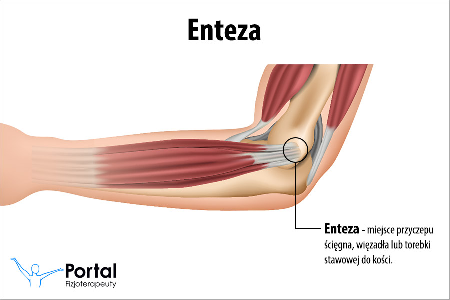 Enteza