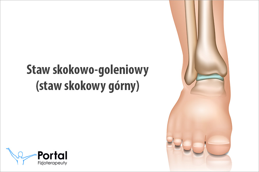 Staw skokowo-goleniowy